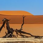 11_Dead Vlei 