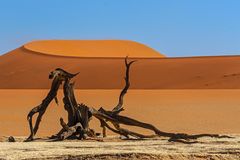 11_Dead Vlei 