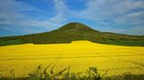 Yellow field by Miloslav