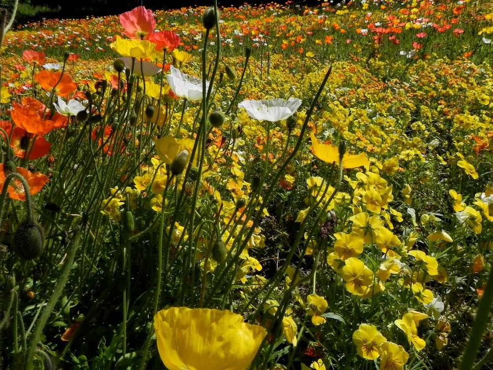 Blumenmeer von lackiluck 