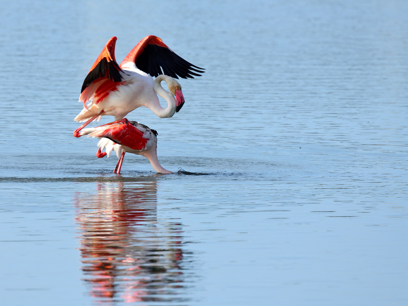 11_Flamingo Yoga
