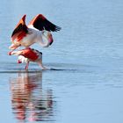 11_Flamingo Yoga