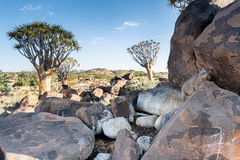 11_Serie Klippschliefer im Köcherbaumwald/Namibia