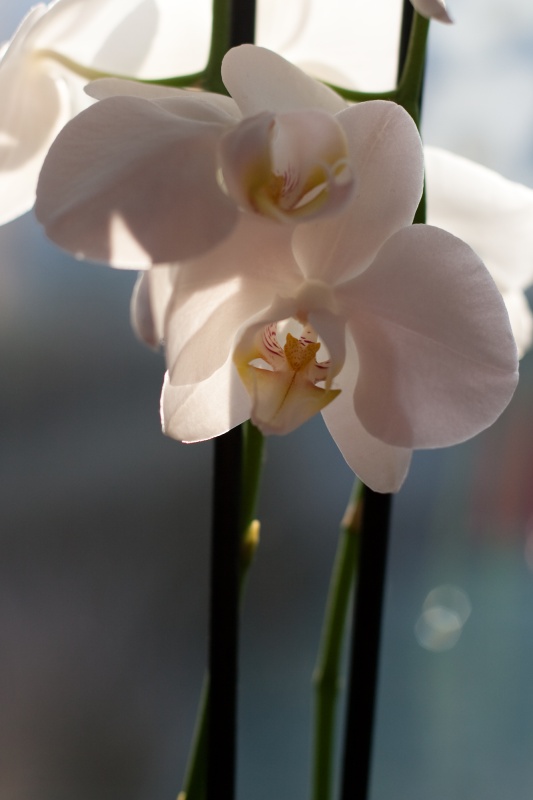 12-31 Orchideen