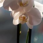 12-31 Orchideen