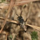 (12) Alte Bekannte: Megachile pilidens und Coelioxys afra