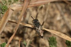 (12) Alte Bekannte: Megachile pilidens und Coelioxys afra