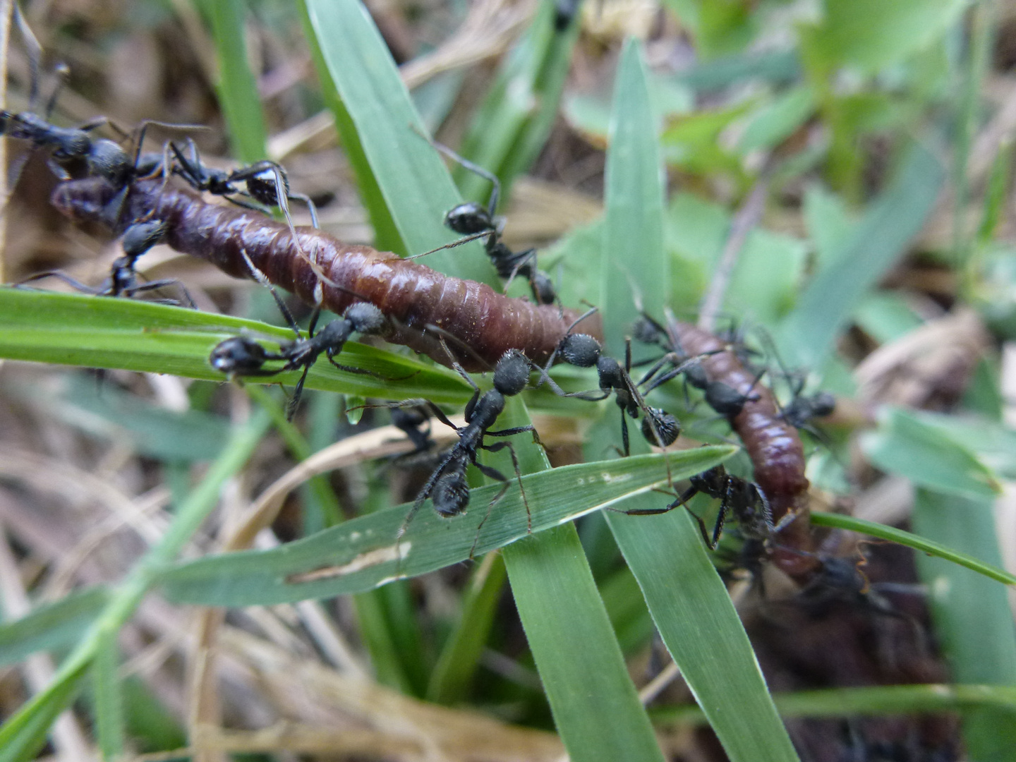 12 Ameisen schleppen eine Regenwurm ab