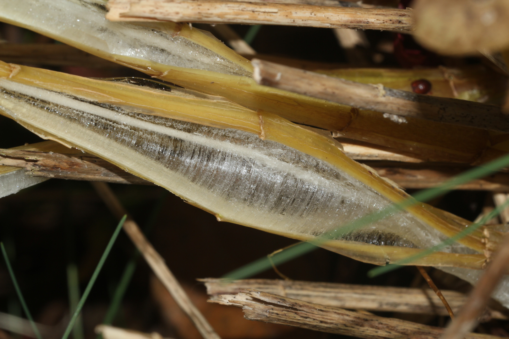 (12) BANDEIS (ice ribbons, ein Basikryogen) im Garten !!!