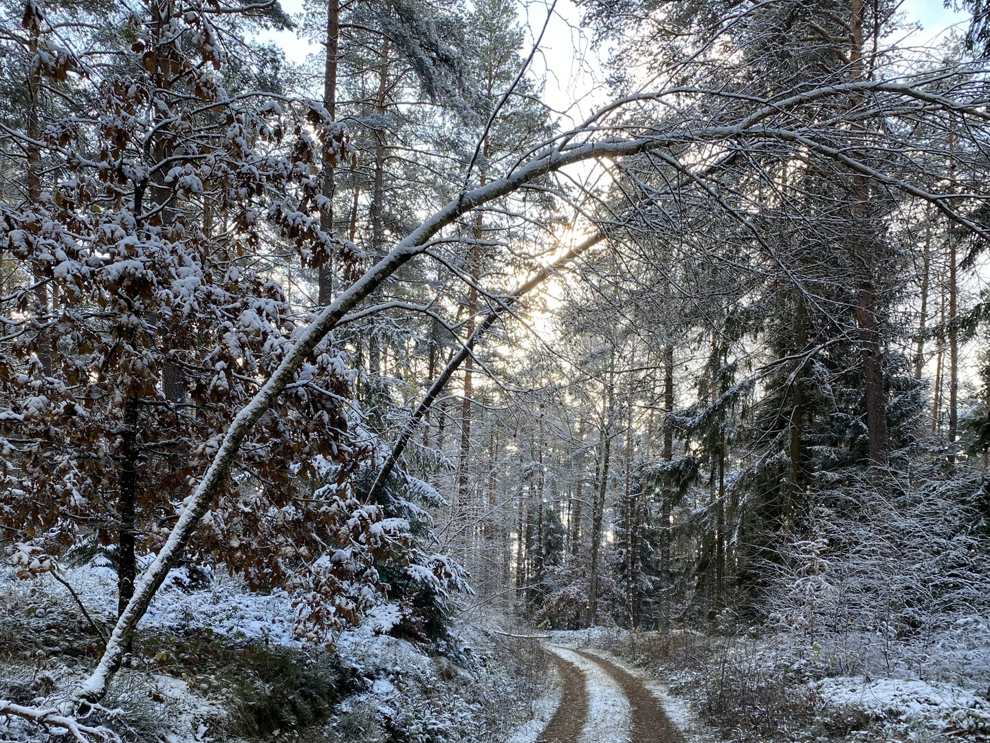 (12) Der erste richtige Schnee diesen Winter - ein wunderschöner Sonntagmorgen-Spaziergang