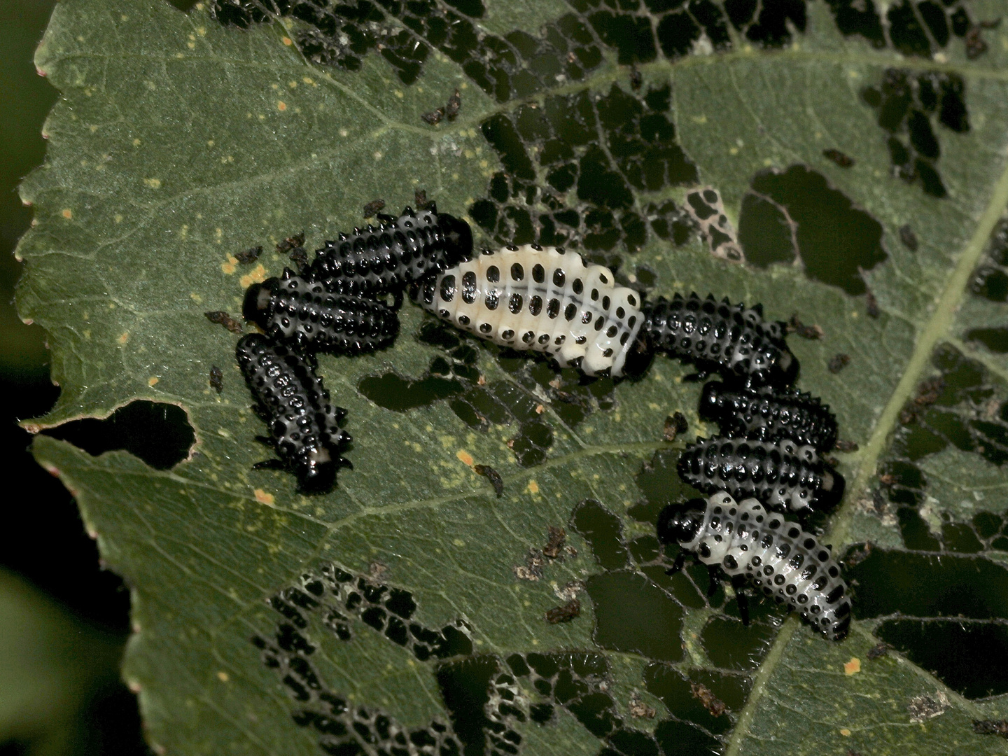 (12) DER GROSSE PAPPELBLATTKÄFER (CHRYSOMELA POPULI)