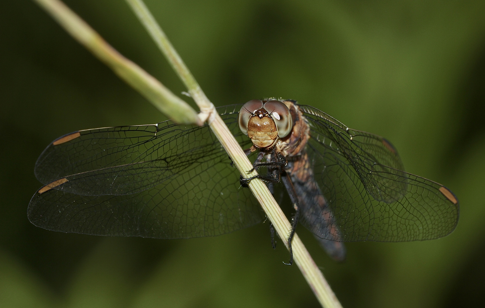 (12) Der Kleine Blaupfeil (Orthetrum coerulescens) - Fortsetzung von 2021