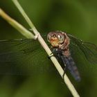 (12) Der Kleine Blaupfeil (Orthetrum coerulescens) - Fortsetzung von 2021