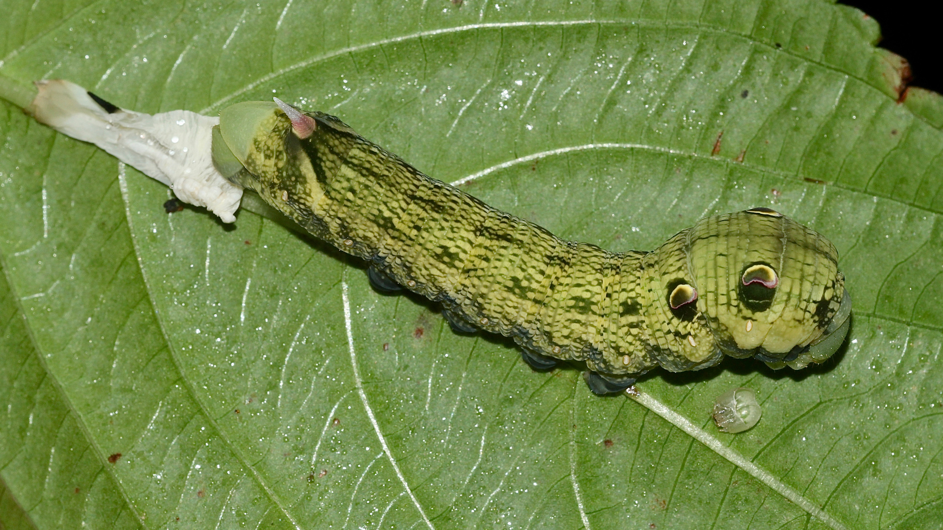 (12) Der MITTLERE WEINSCHWÄRMER (DEILEPHILA ELPENOR) ...