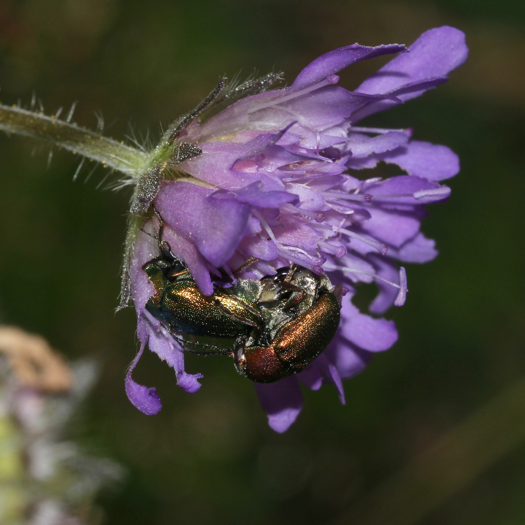 (12) Der Seidenhaarige Fallkäfer (Cryptocephalus sericeus)