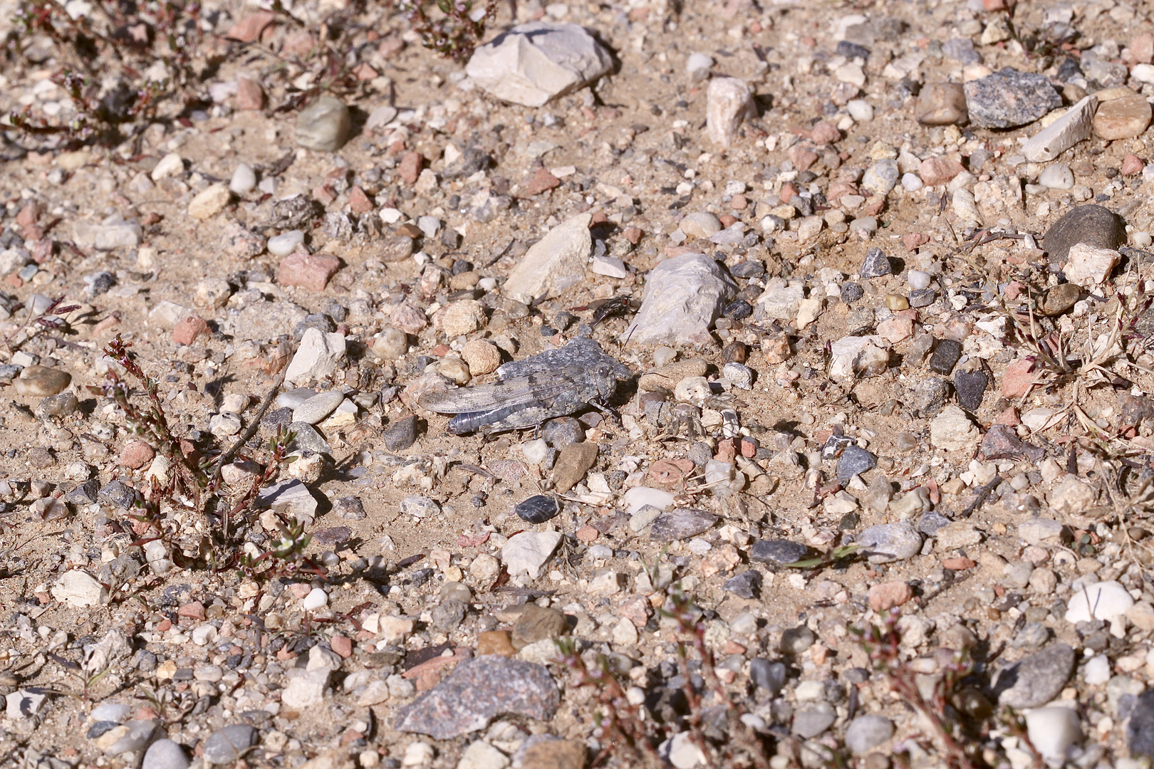 (12) Die Blauflügelige Sandschrecke (Sphingonotus caerulans)