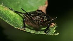 (12) Die Entwicklung der Rotbeinigen Baumwanze (Pentatoma rufipes)