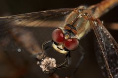 (12) Die Frühe Heidelibelle (Sympetrum fonscolombii)