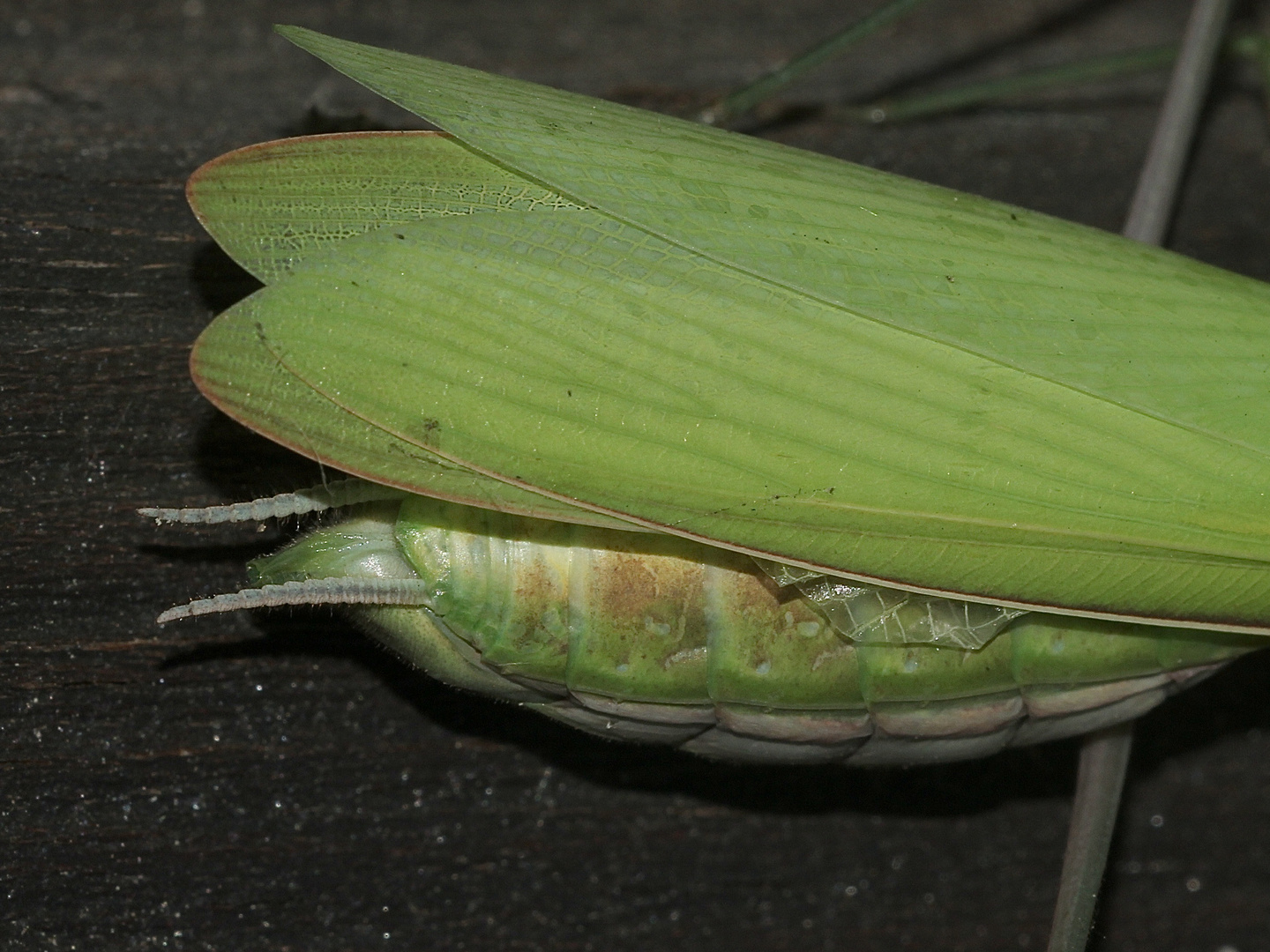 (12) Die Gemeine oder Europäische GOTTESANBETERIN (Mantis religiosa)