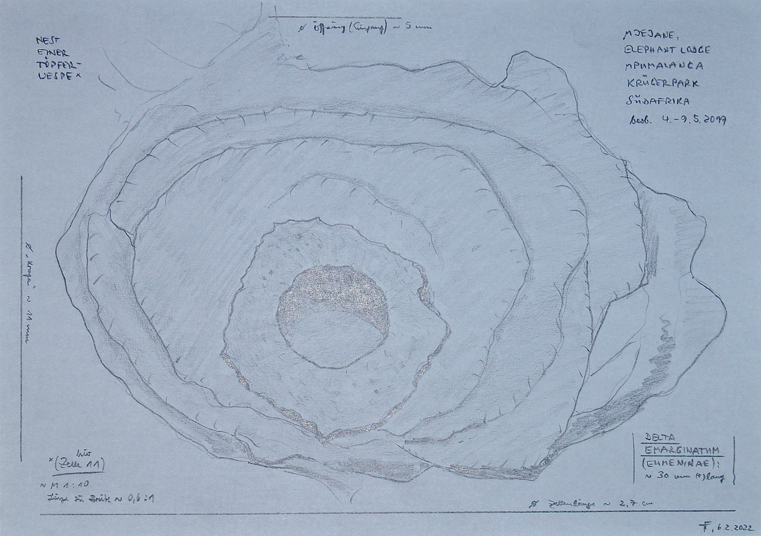 (12) Die (Schwarze) Afrikanische Lehmwespe (Delta emarginatum)