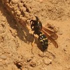 (12) Die seltene SCHORNSTEINWESPE ODYNERUS SPINIPES