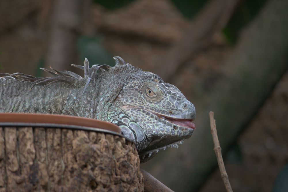 1/2 Echse oder Leguan ...