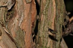 12 - Ectemnius-Grabwespe, Männchen (ca. 13 mm) beim Anflug zum Nest