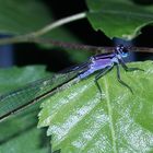 (1/2) Eine der Jugendformen des Weibchens der Großen Pechlibelle (Ischnura elegans), ...