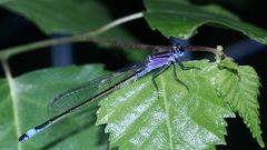 (1/2) Eine der Jugendformen des Weibchens der Großen Pechlibelle (Ischnura elegans), ...