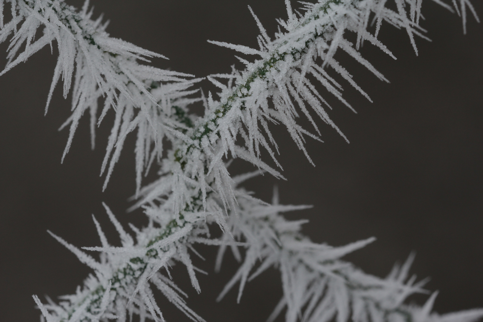 (12) Eisnadeln als Schnee und nadelförmiger Raureif ...