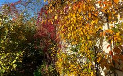 (12) Herbst in der Oberpfalz - schwarzweiß und bunt ...