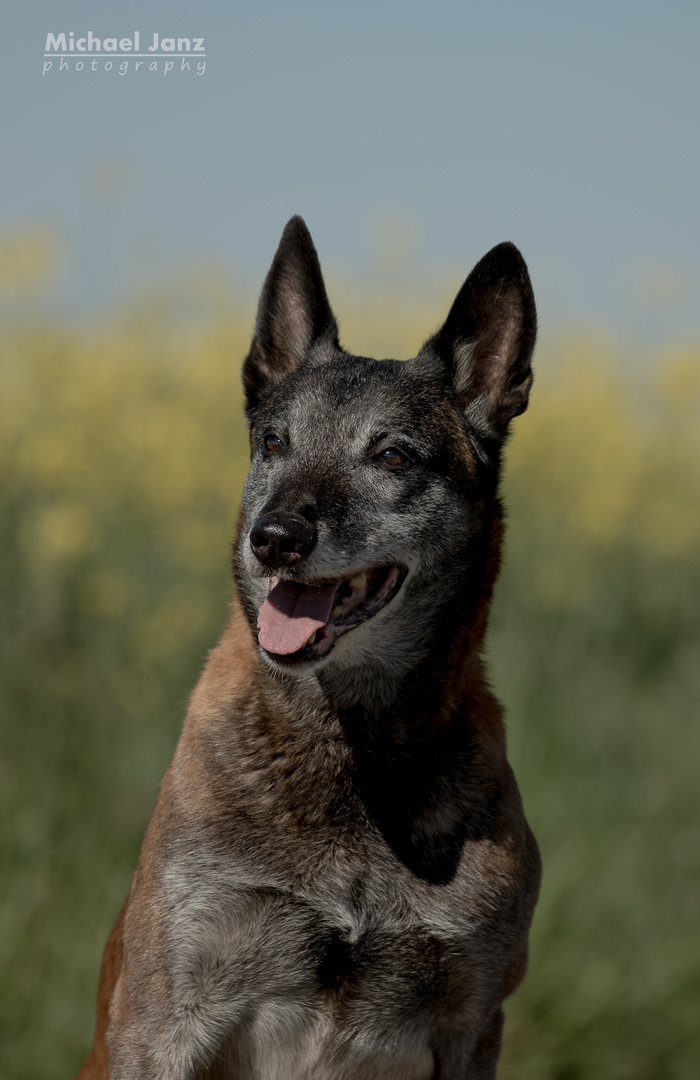 12-jähriger Malinois-Rüde Camino