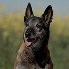 12-jähriger Malinois-Rüde Camino