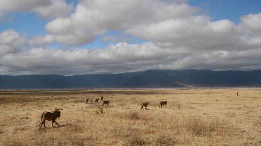 12 leoni a ngorongoro (tanzania)