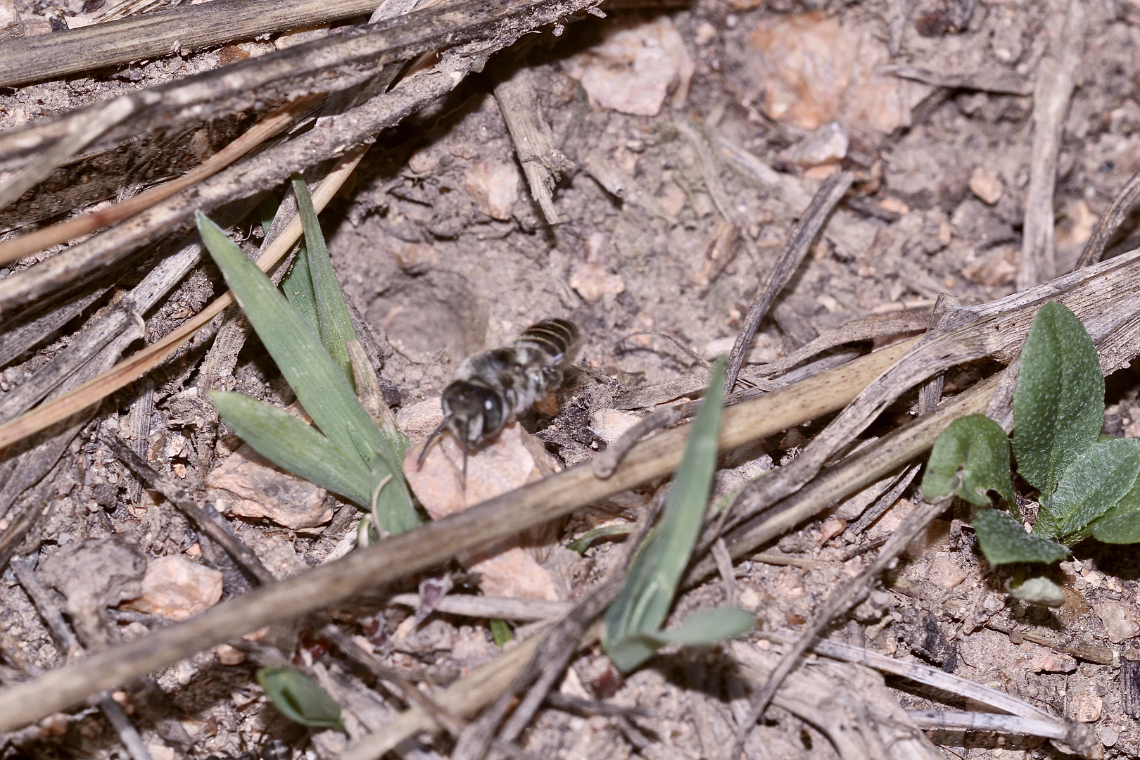 (12) "Meine" Bienenkolonie 2019 - Im kalten Winter Vorfreude auf den nächsten Sommer ...