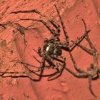 (12) PHILODROMUS MARGARITATUS - Für Anna-Dora Sartorio, unsere "grande dame" der Naturfotografie, ..