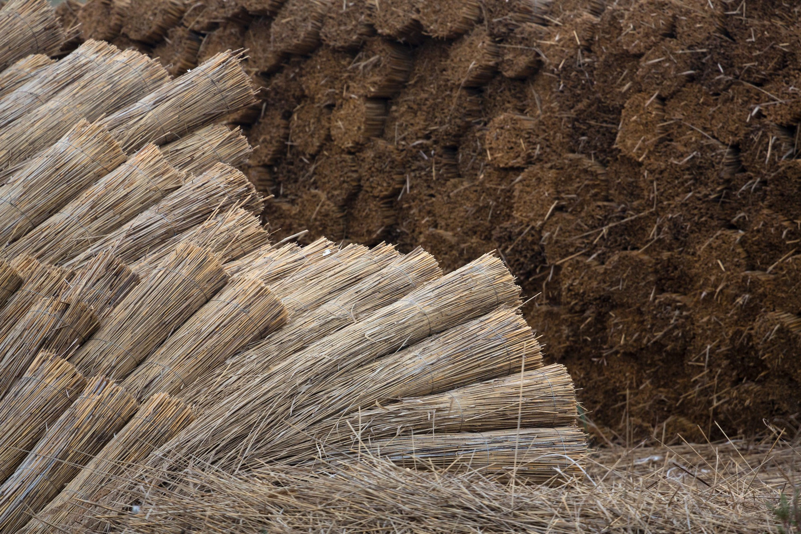 12 Roseaux de Camargue préparés pour la fabrication de toits de chaume