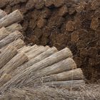 12 Roseaux de Camargue préparés pour la fabrication de toits de chaume