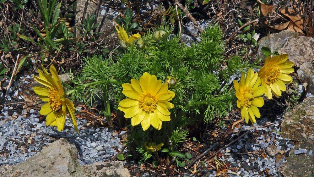 12 Tage nach der schon gezeigten ersten Adonis vernalis Blüte...