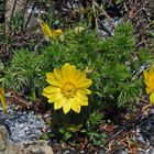 12 Tage nach der schon gezeigten ersten Adonis vernalis Blüte...