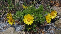 12 Tage nach der schon gezeigten ersten Adonis vernalis Blüte...