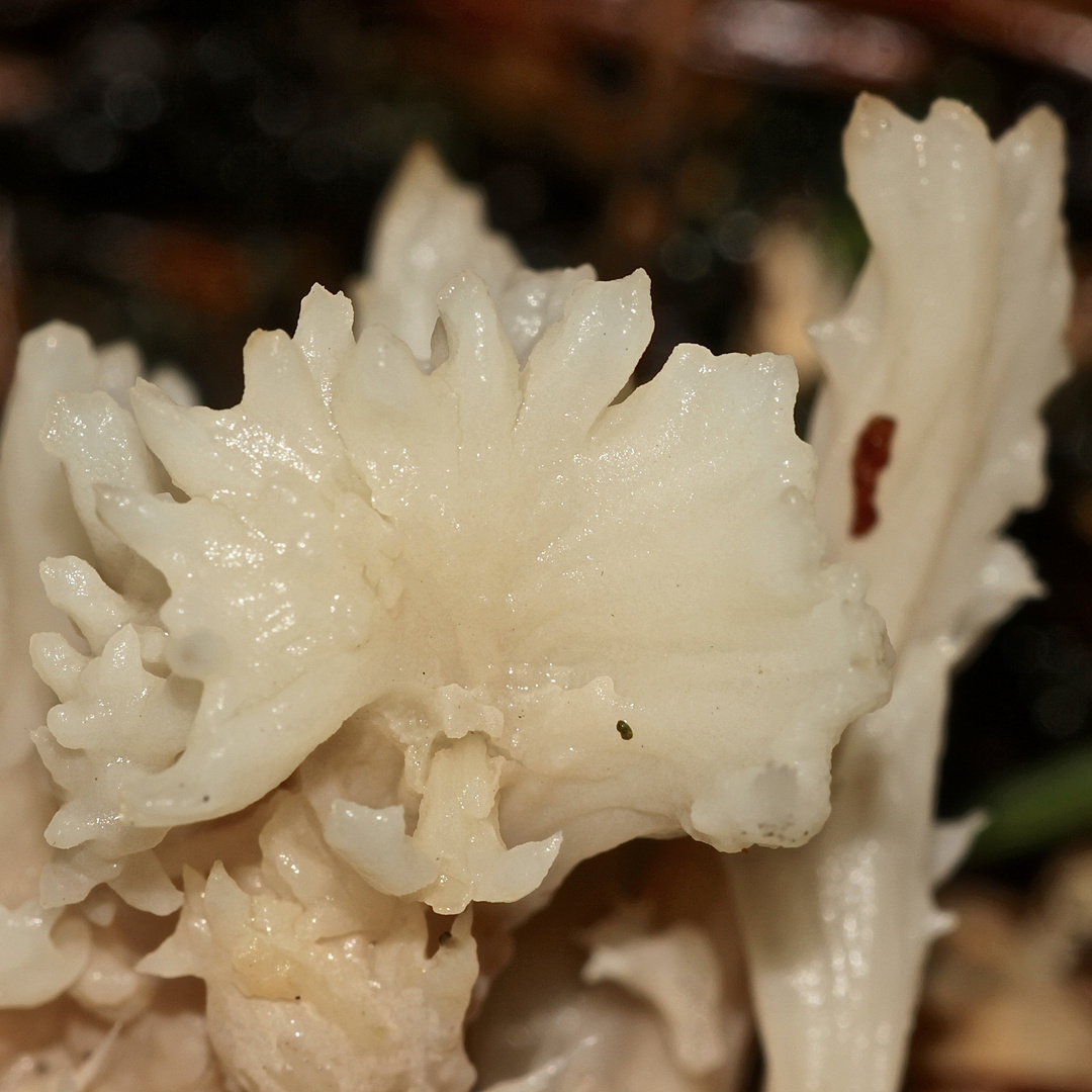 (12) Vier ähnliche, helle, korallenartige Pilze 