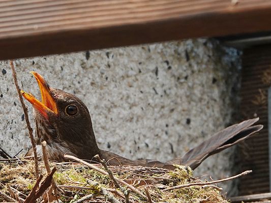 12.06.2025 - DSC00722