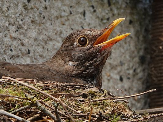 12.06.2025 - DSC00725