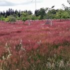 12.07.2020  Gräserfärbung auf der Streuobstwiese