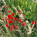 12.07.2020 Mittwochsblümchen :Silvermohn am Wegesrand