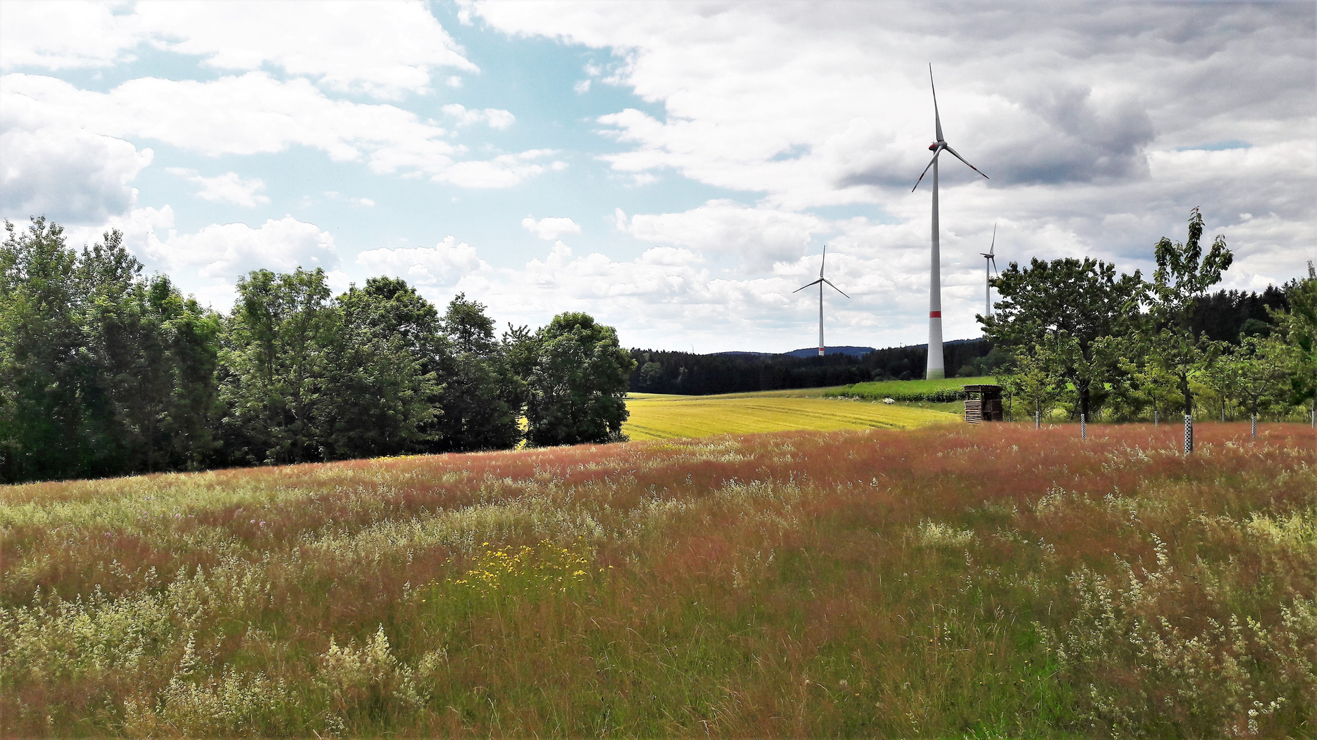 12.07.2020  Ökoausgleichsfläche mit mit Durchblick Richtung Westen