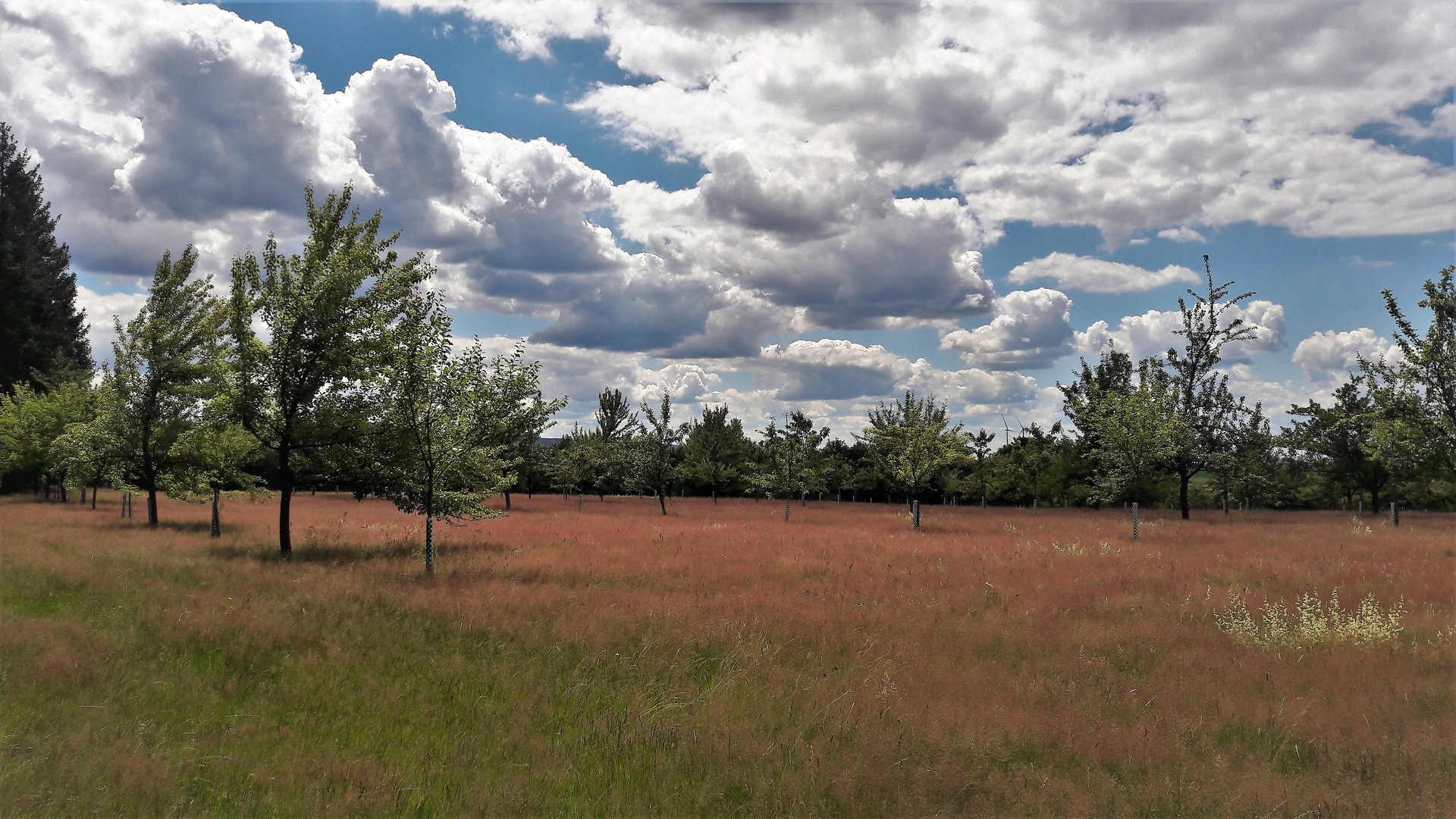 12.07.2020 Streuobstwiese unter blauem Himmel