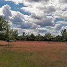 12.07.2020 Streuobstwiese unter blauem Himmel