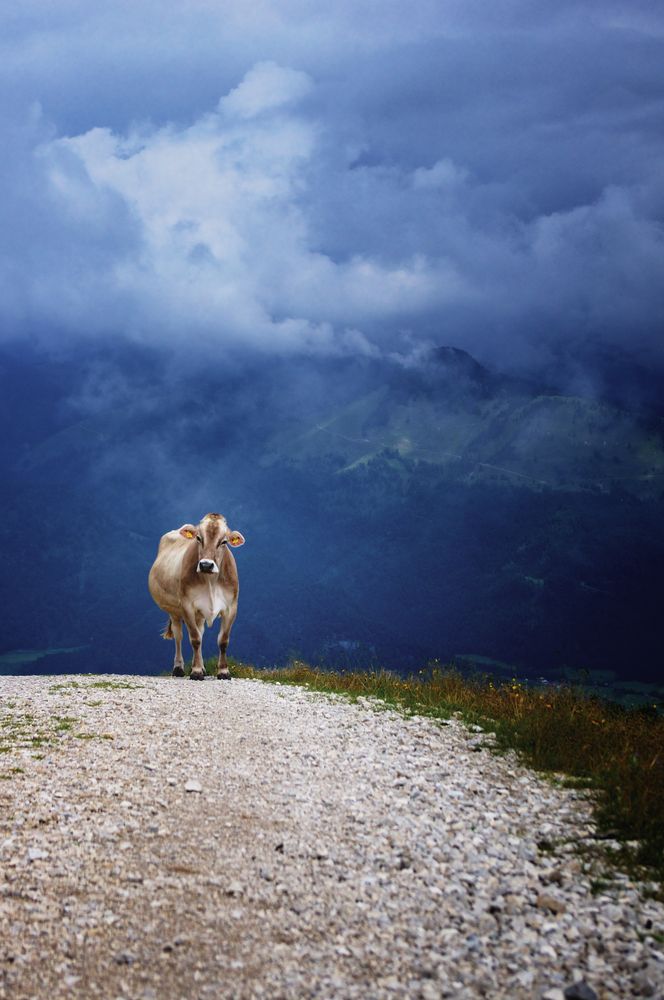  a moo with view von Sebastian Kwiatek 